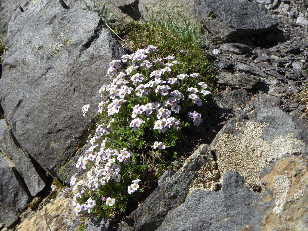 Petrocallis pyrenaica